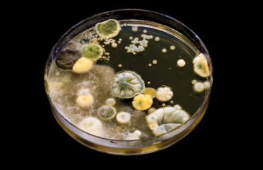 natural remedies for mould exposure